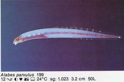 Alabes parvulus